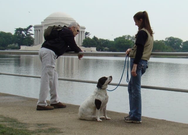 Washington DC Dog Training